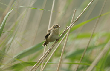 A cute baby Sedge Warbler, Acrocephalus schoenobaenus, perching on a reed at the edge of a lake. It is waiting for the parent birds to come back and feed it.