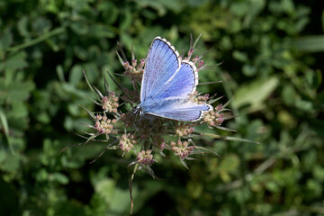 An Adonis Blue Butterfly basking on wild carrot.