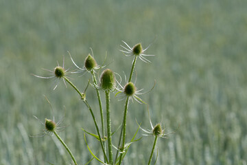 thistles in a field