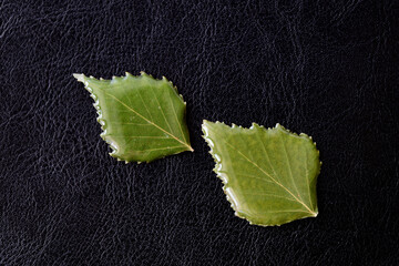 Leaves of birch drenched in epoxy on a dark background close-up. The basis for a pendant or...