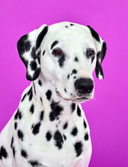 portrait of a dalmatian puppy