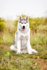 A young Siberian Husky is sitting at a pasture. The dog has grey and white fur; his eyes are brown. There is a lot of grass, green plants, and yellow flowers around him; the sky is grey..