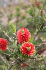 Red and Yellow Callistemon 