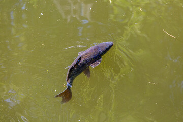 Fototapeta premium Fish swimming in lake in park