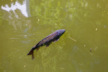 Fototapeta premium Fish swimming in lake in park