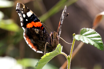 Fototapeta na wymiar A Red Admiral Butterfly perched on green leaves