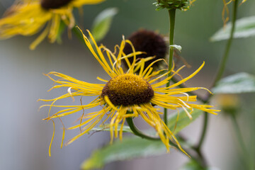 Elecampane is a perennial medicinal plant of the Astrov family