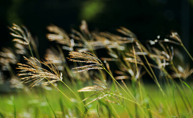 The blade of grass in the windy morning