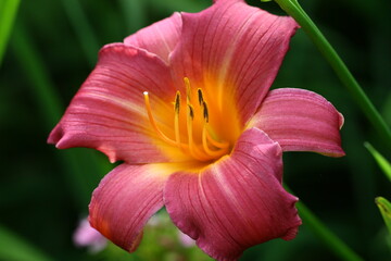 Daylily is a popular garden herbaceous plant.