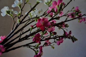 Pink and white flowers on the warmy background