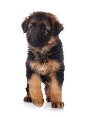 puppy german shepherd