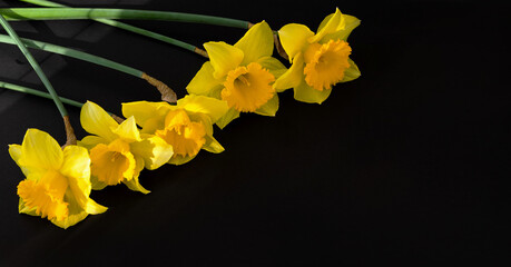 Yellow daffodils on a black background. Bright spring banner. Studio shot. Top view of the daffodils in the sunlight. The layout of the greeting card. Contrast of yellow and black colors.