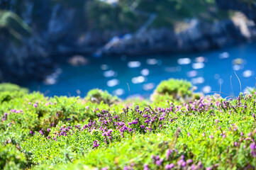 Lande et bruy&egrave;re sur la &ocirc;te de Bretagne