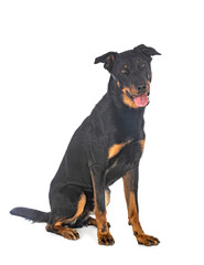 beauceron in studio