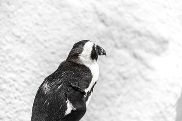 長崎バイオパークのペンギン_03