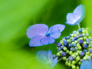 葉っぱの間から覗く額紫陽花

