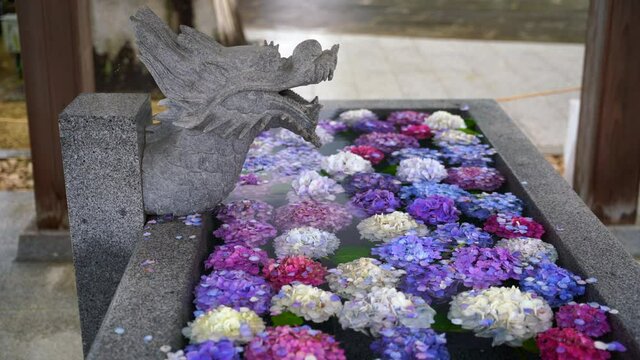 紫陽花の手水舎