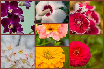 Collage of colorful flowers.