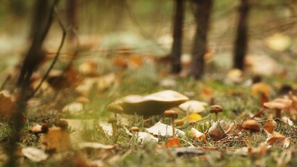 A group of mushrooms on the forest floor, fuzzy background, copy space, shallow depth of field
