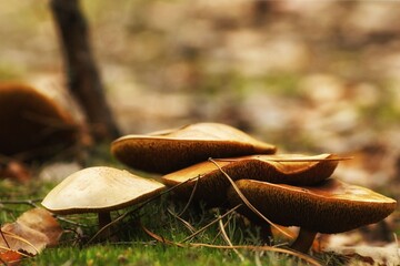 Group of mushrooms among needles in the autumn forest, fuzzy background, copy space
