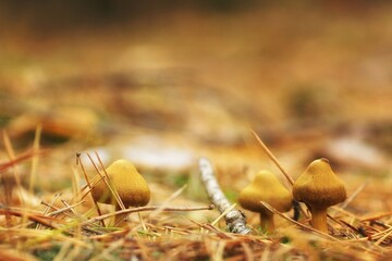 Brown mushrooms among fallen pine needles, fuzzy background, copy space

