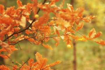 Golden galls among withering oak leaves, autumn forest, blurry background and shallow depth of field
