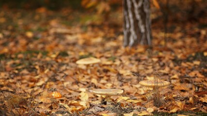 Toadstools in the autumn forest among fallen leaves and grass, autumn forest, copy space
