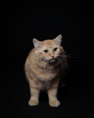 Fototapeta na wymiar the arrogant expression of the orange cat 