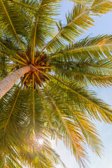 Fototapeta na wymiar palm tree leaf, white beach path, Boracay island, Philippines.