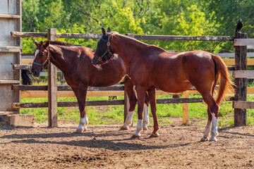Two bay horses in a summer paddock, outdoors. Photo taken in Russia, in the city of Orenburg