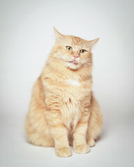 Obraz premium Persian cat is licking. Persian cat sticks out its tongue like a human. the cat seemed to be greeting with its tongue sticking out. cat expression is funny, like mocking.