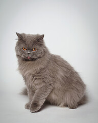 british shorthair cat