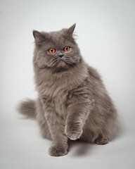 portrait of a cat gray