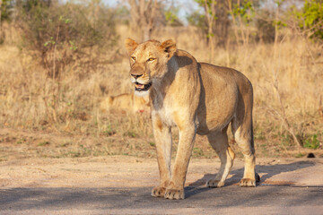 Lioness in Kruger Park
