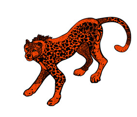 Wild cat, stylized leopard in color lush lava isolated on the white background. Vector illustration