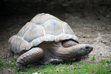 portrait of land turtle in a zoological park