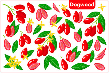 Set of vector cartoon illustrations with Dogwood exotic fruits, flowers and leaves isolated on white background