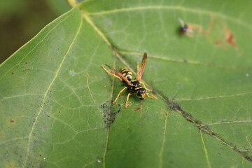 European paper wasp on a green leaf. Polistes dominula insect of  Wasp family in the garden