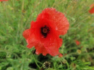 red poppy flower