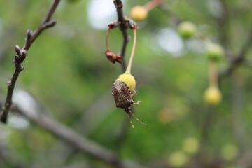 Brown Marmorated shield bug on unripe sour cherry fruit in the orchard. Halyomorpha halys insect on fruit.