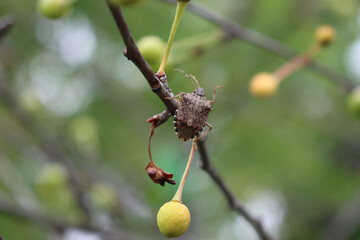 Brown Marmorated shield bug on unripe sour cherry fruit in the orchard. Halyomorpha halys insect on fruit.