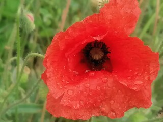 red poppy flower