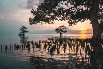 The sun shines through the mangrove-tree in Ai Lemak Beach, Sumbawa, Indonesia