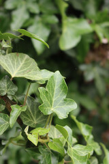 Green fresh Common Ivy leaves on plant  Hedera helix on selective focus