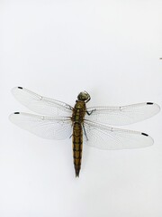 close up of dragonfly