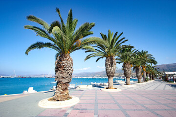 Palm tree in Sitia port in Crete, Greece