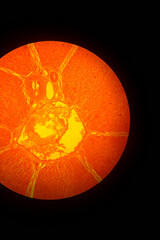 Plant cell under microscope