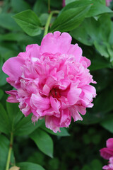 European or Common peony bush with pink flower growing in the garden. Paeonia officinalis in bloom 