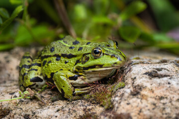 Teichfrosch (Rana lessonae)