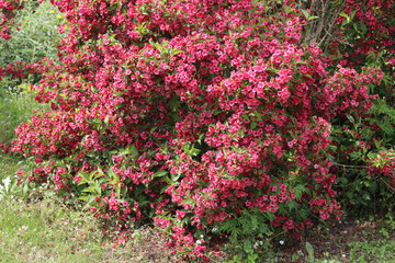 Weigelia bush in bloom with beautiful pink flowers in the garden on springtime on a sunny day - Powered by Adobe